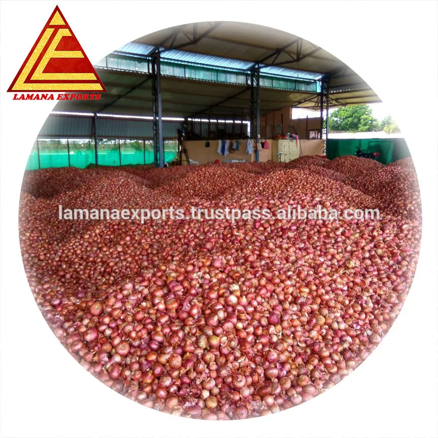 Fresh Red Onion for Malaysia 25mm to 60mm Premium Quality