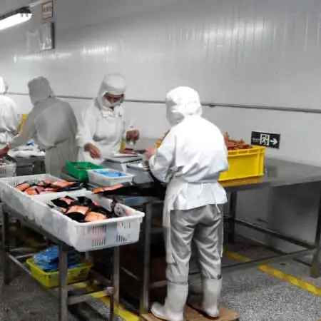 Customized Wet dog food Can for Pet Studio, Chicken, Salmon, and Beef Flavored canned white meat cat for Free Samples