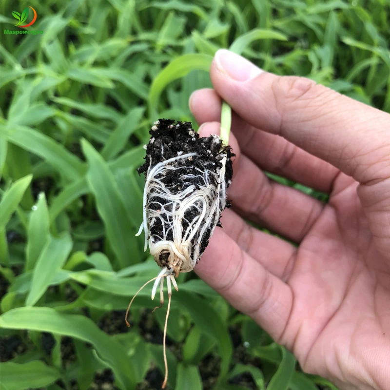 72 105 128 200 holes seedling tray ps seed planter nursery trays for plants fruits ,vegetable ,flower