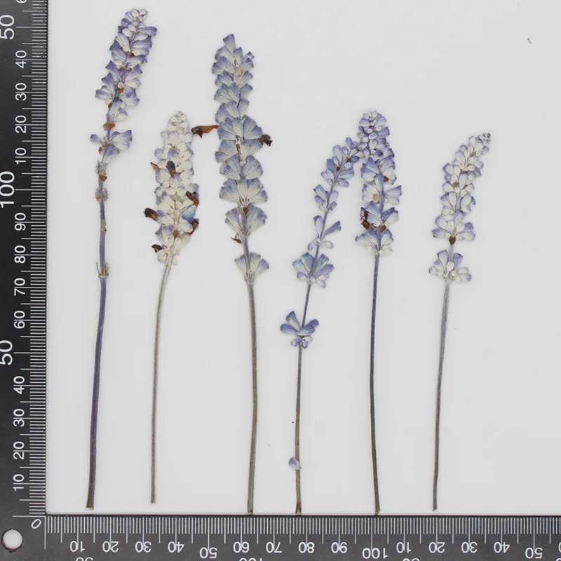 12pcs/pack Purple Dried Pressed Salvia Stem for Epoxy Resin Jewelry Crafts Candle