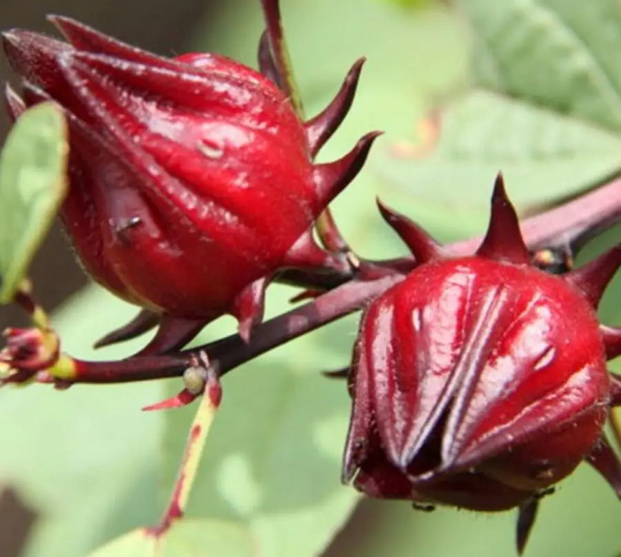 500 г натуральный Новый havested NON-GMO семена Hibiscus