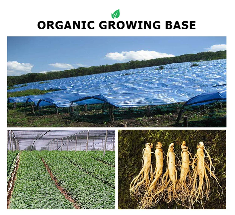 Органический корейский порошок корня женьшеня с максимальной силой, активные Гинзенозиды для поддержки энергии, иммунной системы, психического здоровья