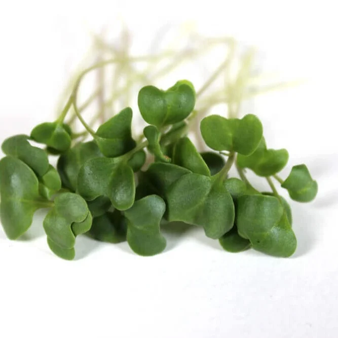  BROCCOLI SEEDS MICROGREEN FOR