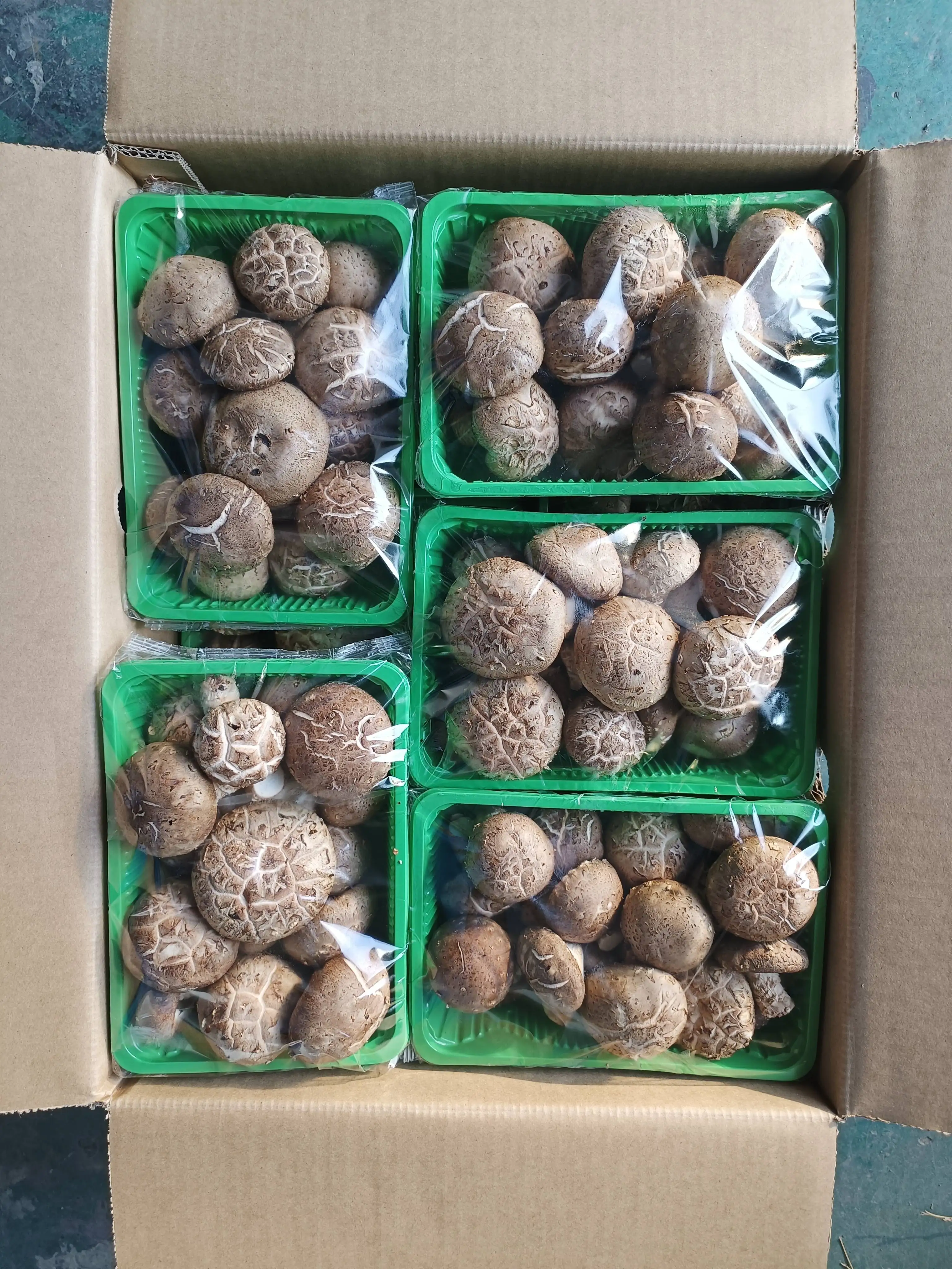 High Quality China Fresh Mushrooms Best Sale Vacuum Packed Fresh Flower Shiitake