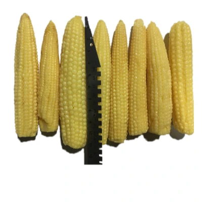 
Baby corn in tinned in brine price canned baby corn 