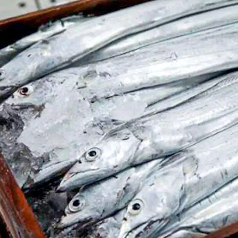 
Hairtail Factory Direct supply aquatic seafood wholesale Wild small-eye frozen fresh long-tailed anchovy frozen7kg/Pieces 