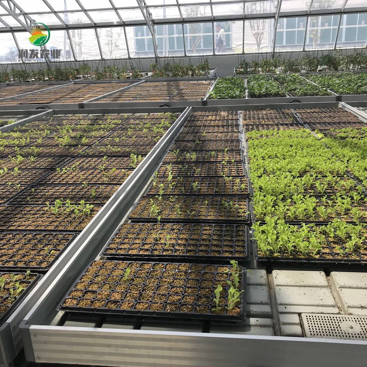 Commercial Greenhouse Hydroponic System For Container Cultivation