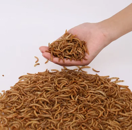 All Natural Dry Whitefly Dry Mealworms in Bulk Animal Feed