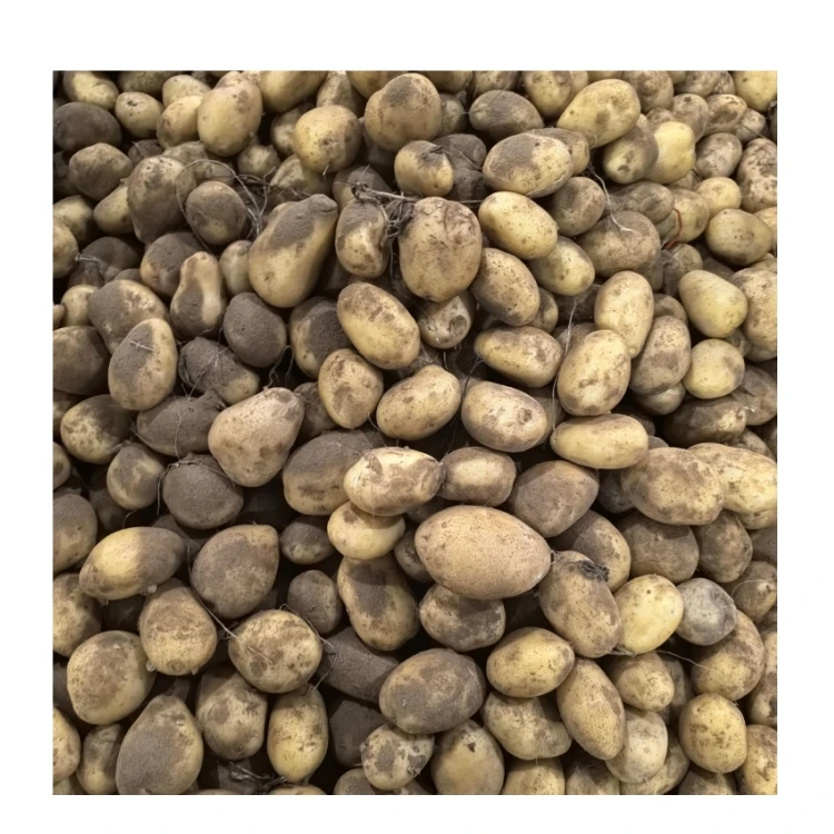 China New Crop Fresh Potato 100% Natural Organic Holland Yellow Potato Wholesale Price