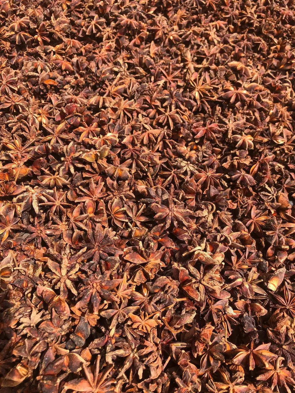 Сверхкачественный вьетнамский анис по хорошей цене специи и травы для пищевых ингредиентов специй от производителя WS + 84 326055616