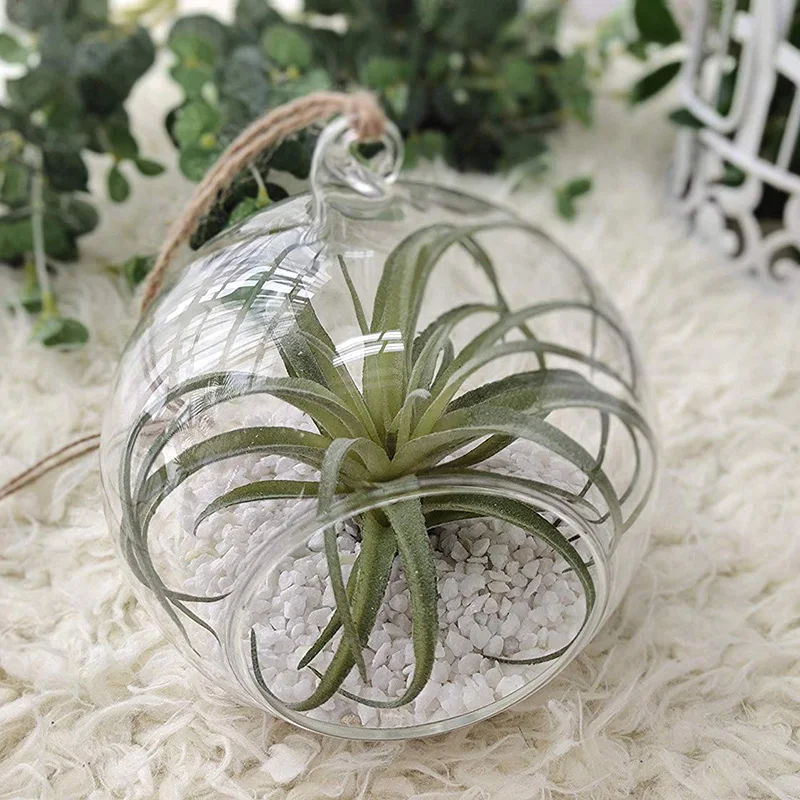 2019 NEW 8cm hanging round glass air plant terrariums for wedding ceiling decorations