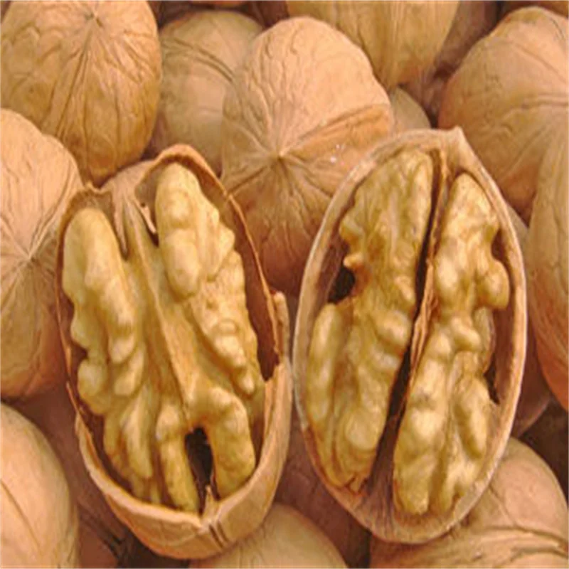 Best Price Shell Walnuts Peeled for Sale