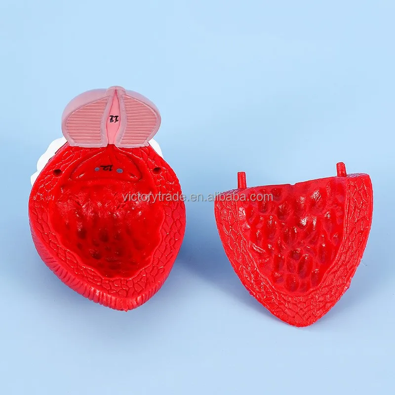 V-GF211217-1 Wholesale Human body advanced three-dimensional genitourinary system arteriovenous anatomical model