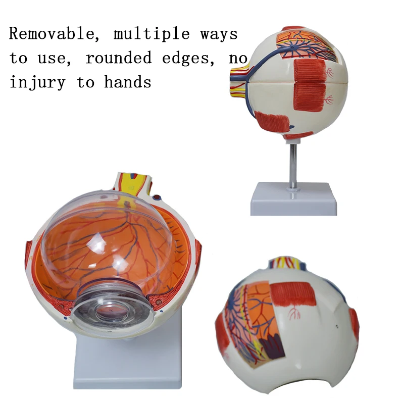 Production of High-quality Human Anatomical Models the Eyeball Showing Nerve Distribution and Structure