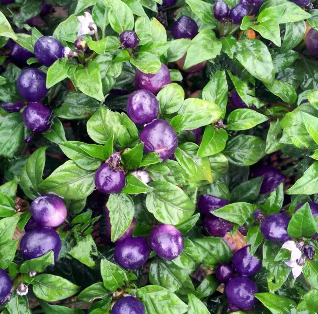 Wholesale 300g/bag Purple Rainbow chili Hot Pepper Vegetable Seeds for Planting