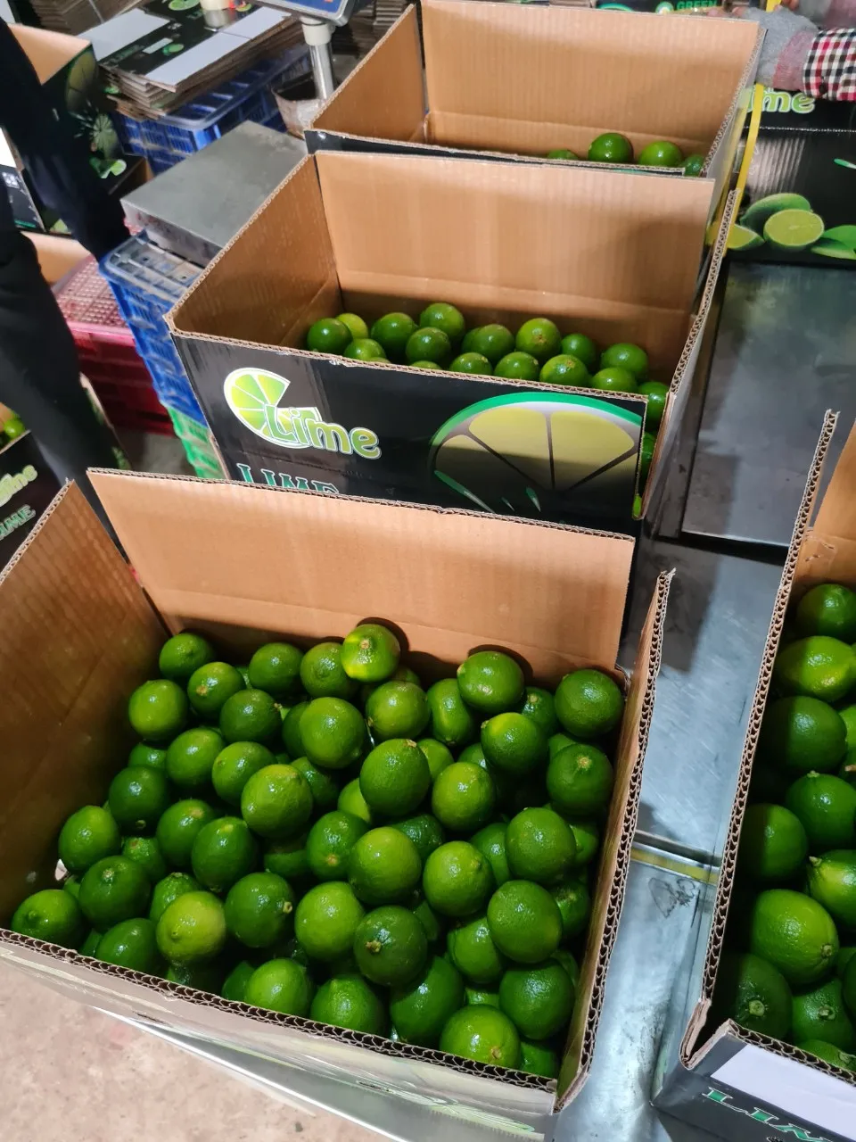 Rich Quality Wholesale Fresh Green Lemons at Bulk Price - Whatsap Linda 0084 989 322 607