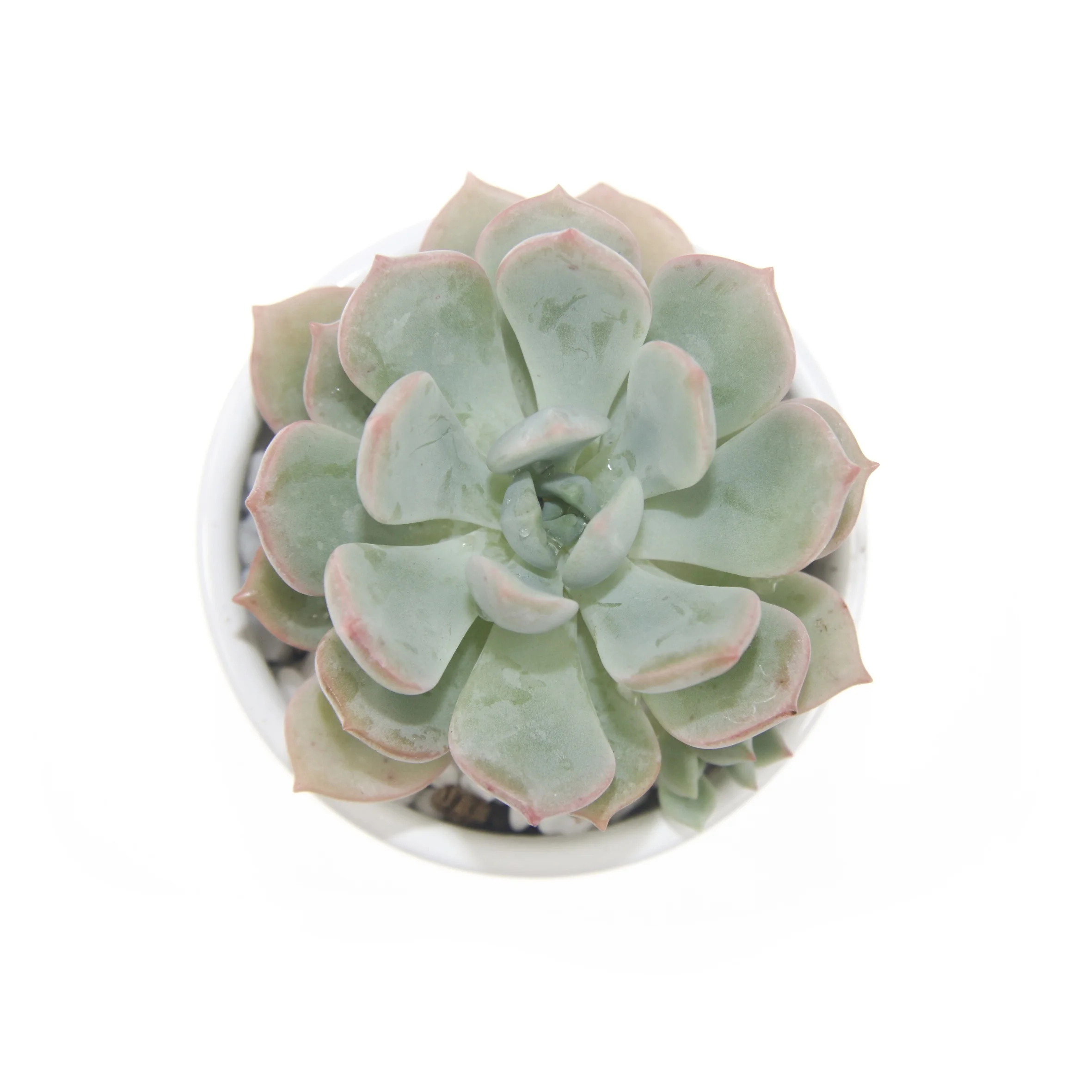 
Лидер продаж, популярные зеленые суккулентные растения граптоверии Гримм для украшения детской комнаты 