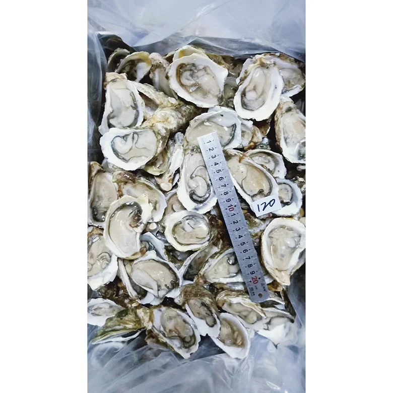 Wholesale Top Quality Seafood Supplier Frozen Oysters With Shell