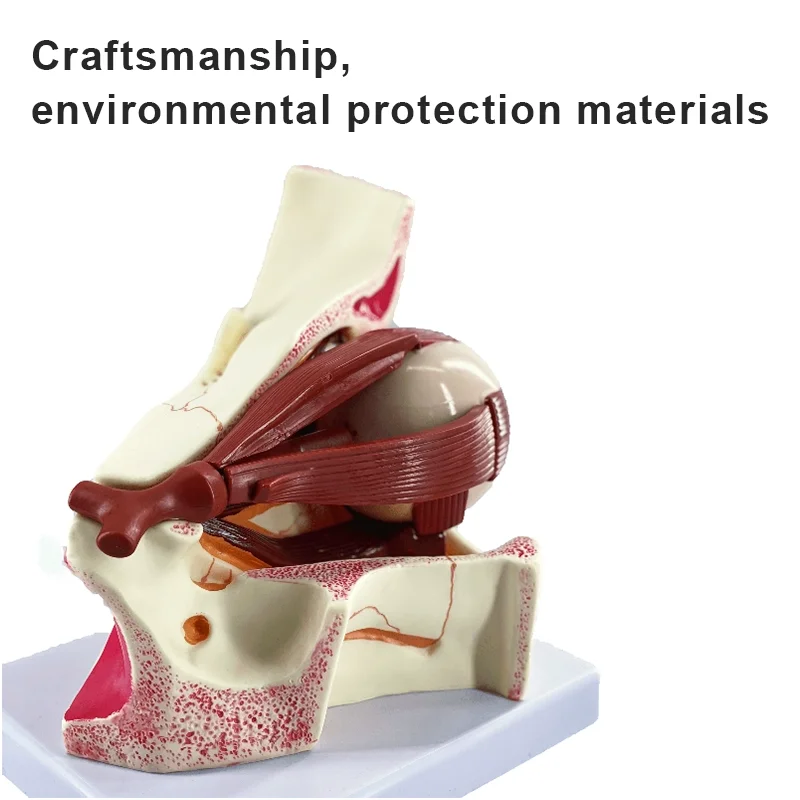 Medical science optical experimental teaching resources for human eyeball orbital structure enlargement model teaching