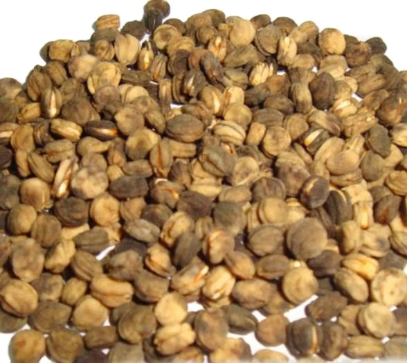 100g NON-GMO accelerating germination vernalization ginseng seeds for sowing