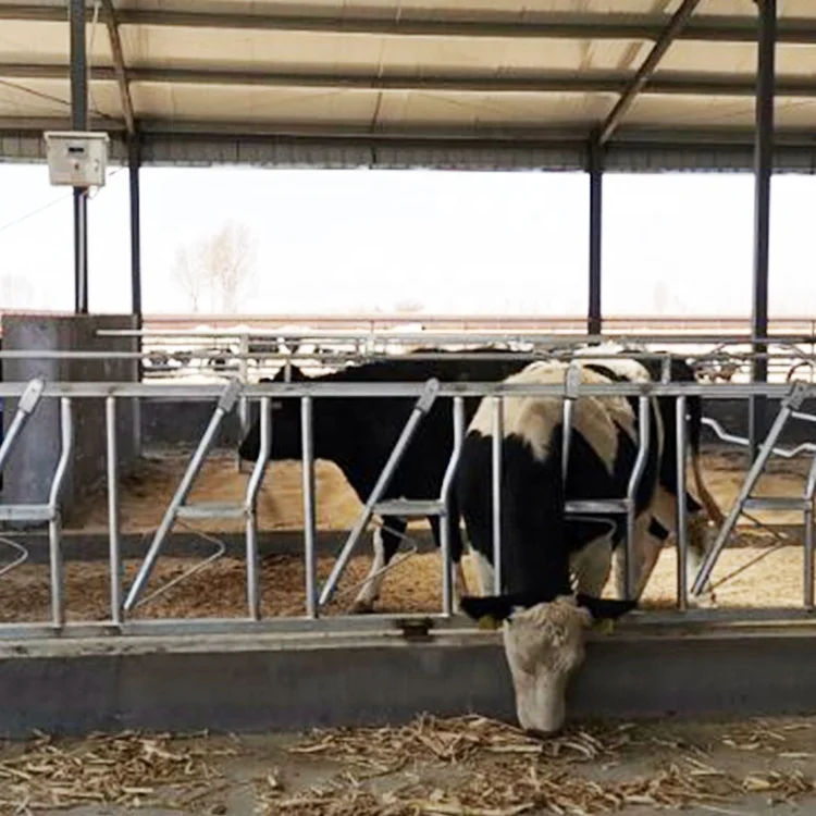 Farm feeding equipment customized cattle cangue goat square head cam lock