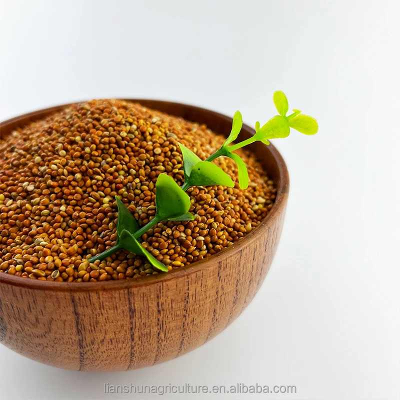 Factory supply  high purity  small red millet red millet seed