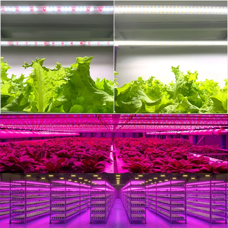 Koray PT8 Commercial Hydroponic vegetable grow lights Vertical Farming  Led Grow Tube Light 32W 36W