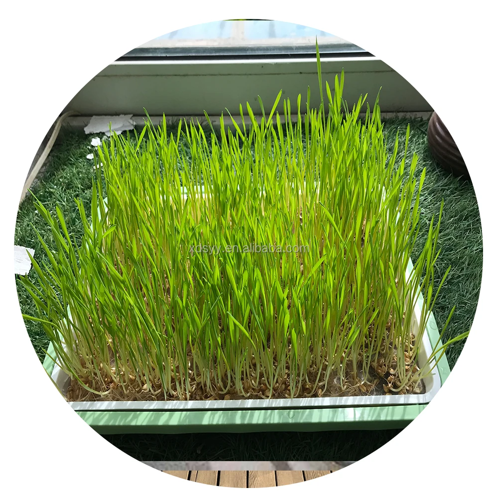 vertical balcony vegetable pot seed starter tray seed starting containers