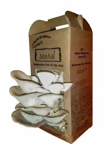 Custom Packaging Carton Toy Packaging Mushroom Grow Box Packaging For DIY Toy