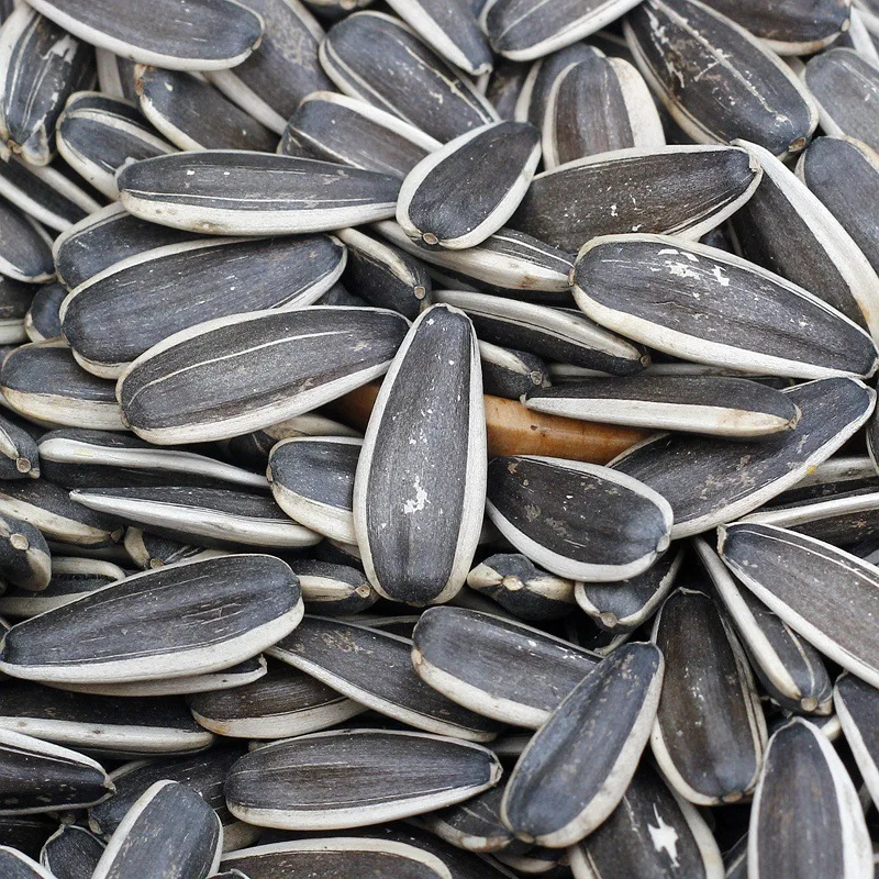 2022 Nutritious Sunflower Seed Raw Sunflower Seed Bag 50kg