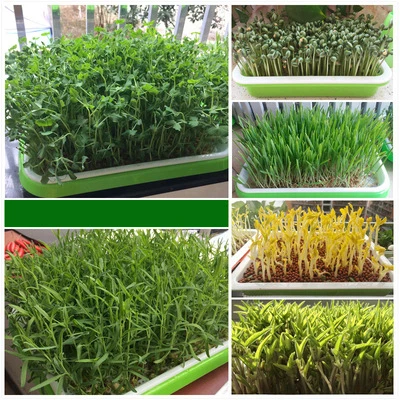 Plastic+Stainless Steel Vertical Hydroponic System Microgreen Seeding Trays Indoor Grow Farm Rack