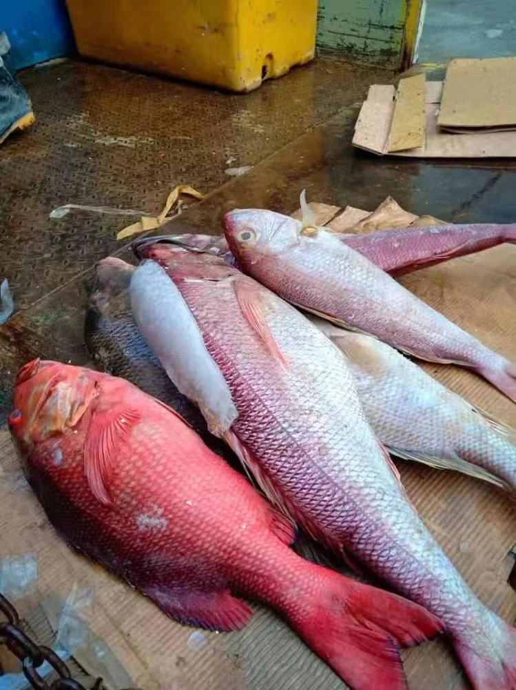 Frozen Red Golden Line/ Red fish from Indonesia