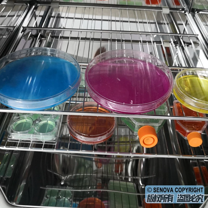 Refrigerated Cooled Thermostatic Biochemistry BOD Cooling Incubator for Lab