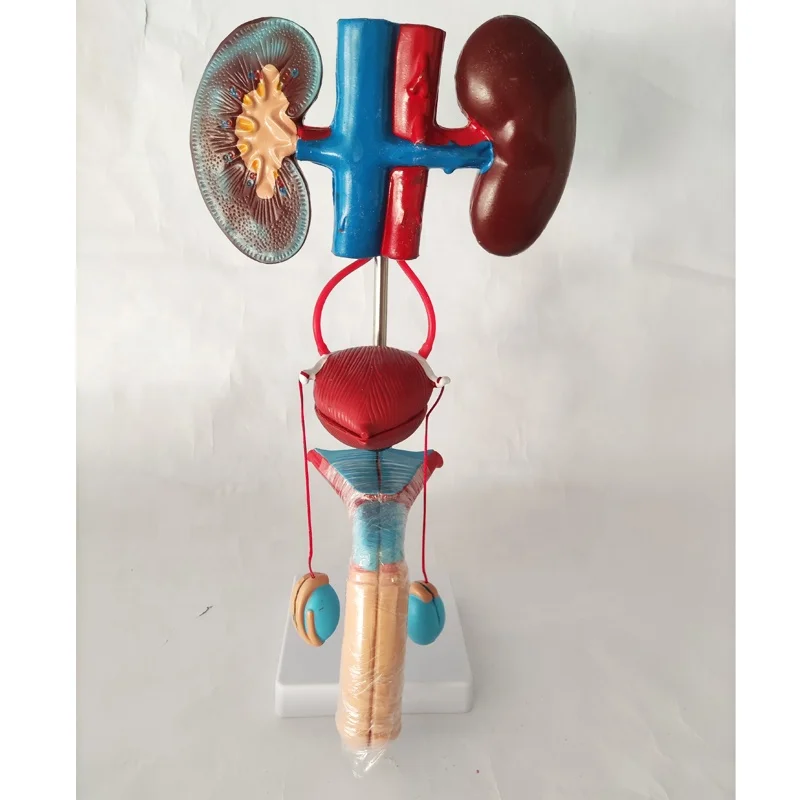 Plastic Human Male/female Urinary System Anatomical Model,prostate/ kidney anatomy model and Female pelvic model