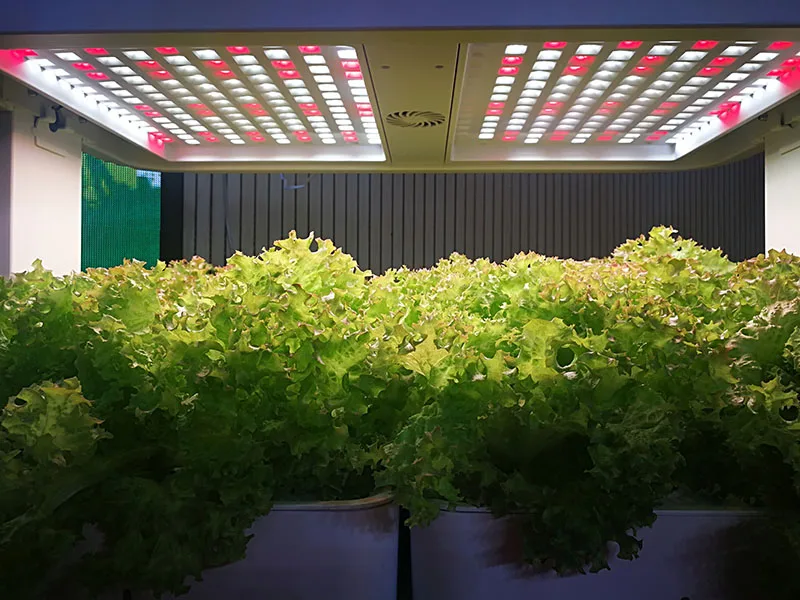 Full Spectrum Indoor Hydroponic Grow Light 3 Layer indoor vegetable growing rack machine for leafy vegetables pepper lettuce