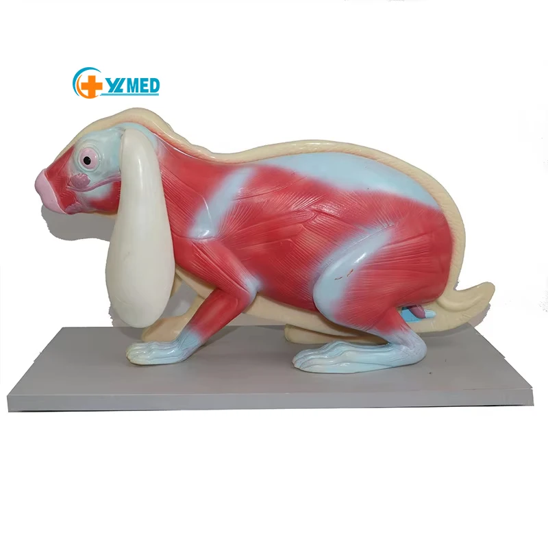 Медицинская Анатомия обучающая передовая ПВХ Кролик модель кролик анатомическая