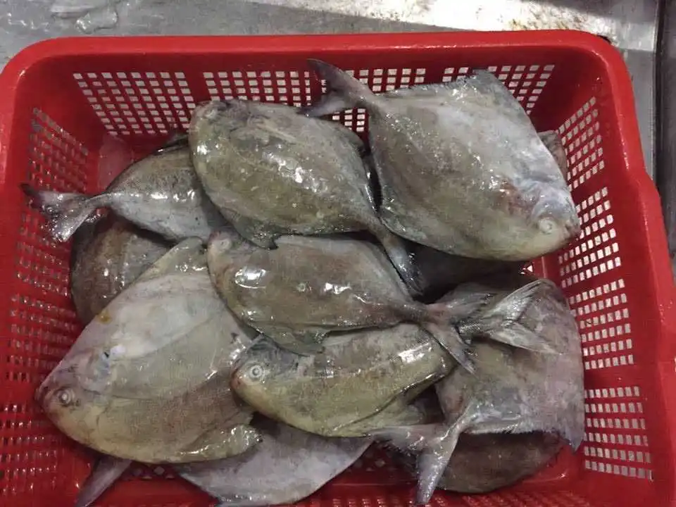 Quality Frozen Black Pomfret export from Vietnam with Good price(ThaiLien company, Ms Fiona +84908794118)