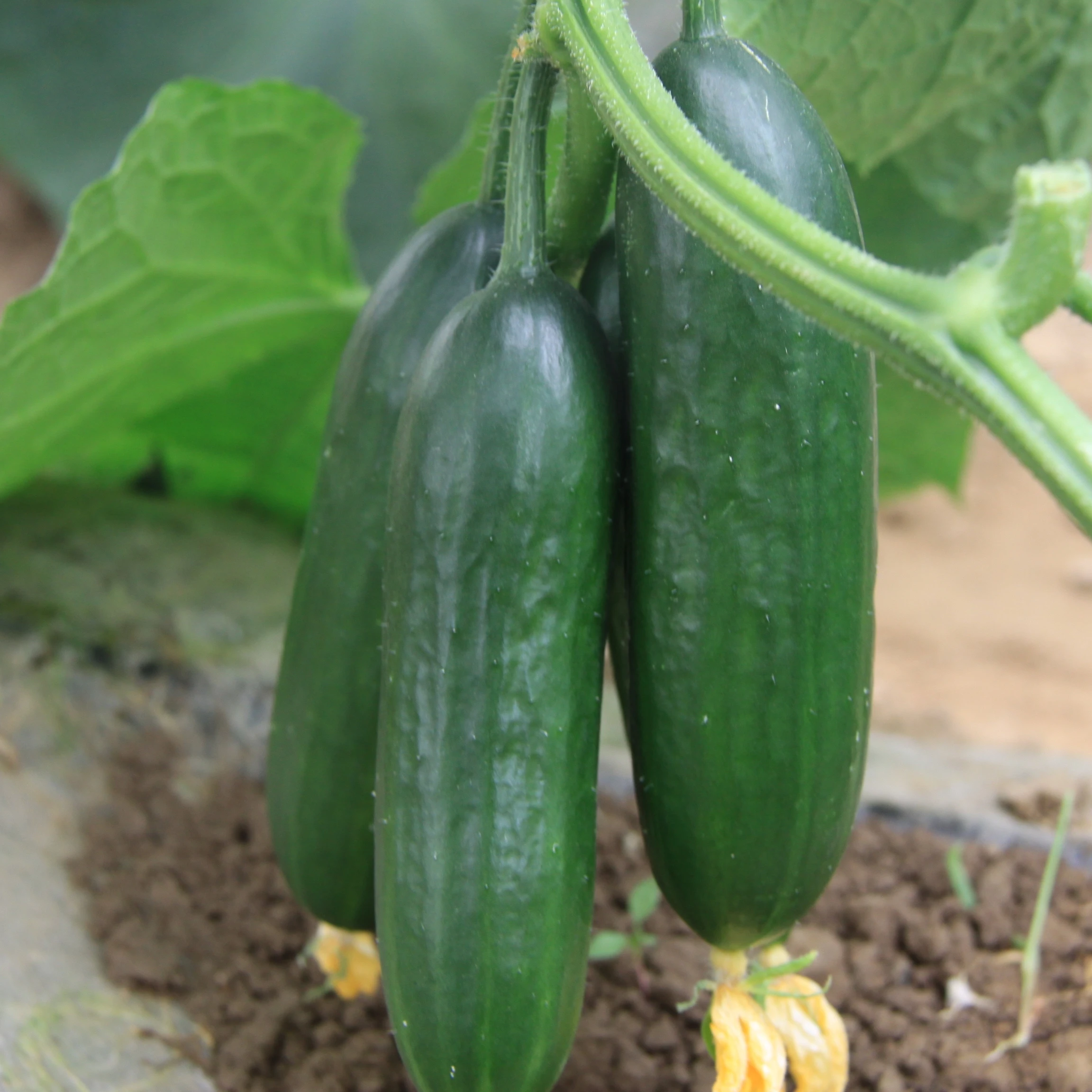 MI9 Высокая чистота Ранняя зрелость маленький огурец