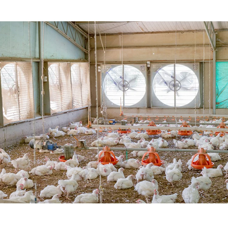 Открытая боковая куриная птицефабрика, стальные конструкции, здание фермы