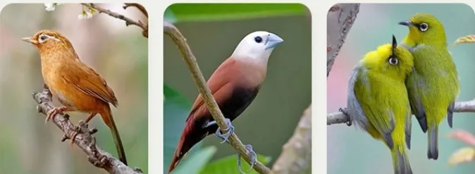 Automatic Bird Water Dispenser Feeder Drinker Waterer for Pigeon Cage Bird Water Feeder Bottles Bird Drinker Container