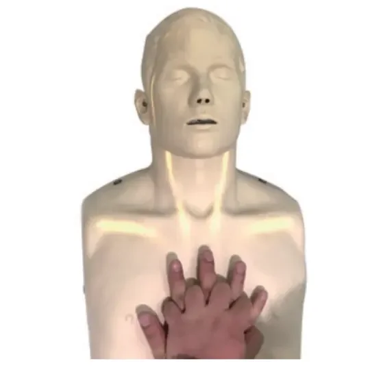 Adult CPR training manikin Visualizing the blood circulation system of CPR half training model human