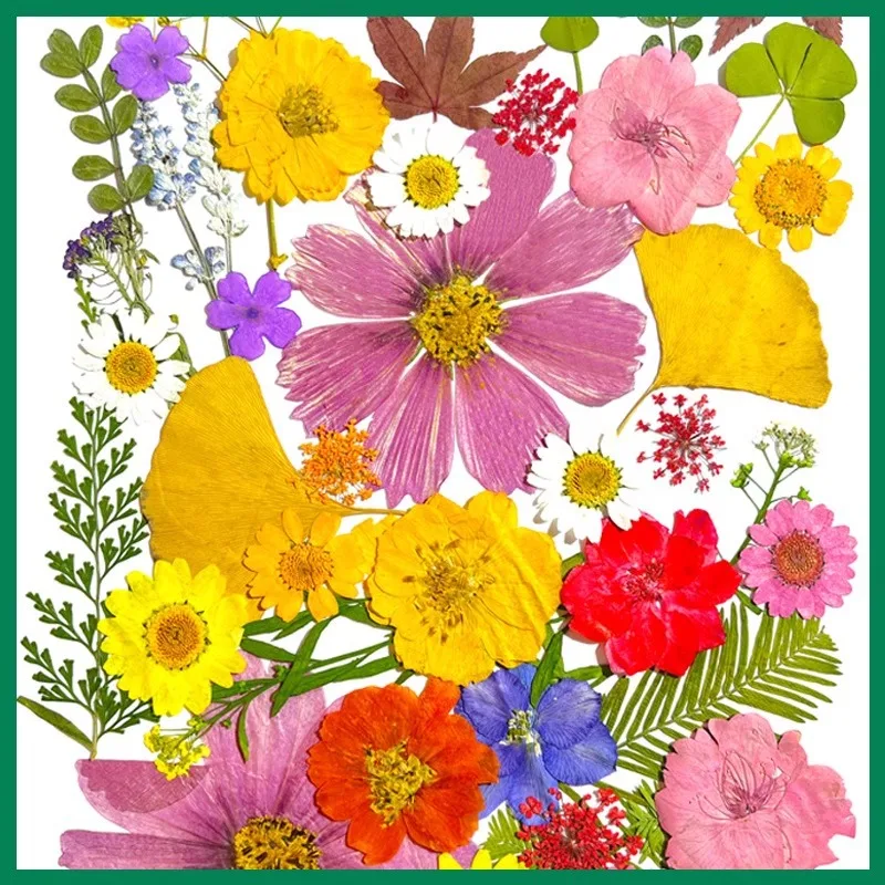 Wholesale Diy Mixed Pressed Dried Flowers Grass Crafts Art Natural Dry Pressed Flowers For Resin Make Up