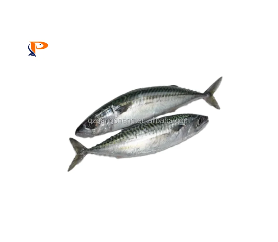 Frozen CARAPAU Horse Mackerel whole bulk seafood export16cm+  for india
