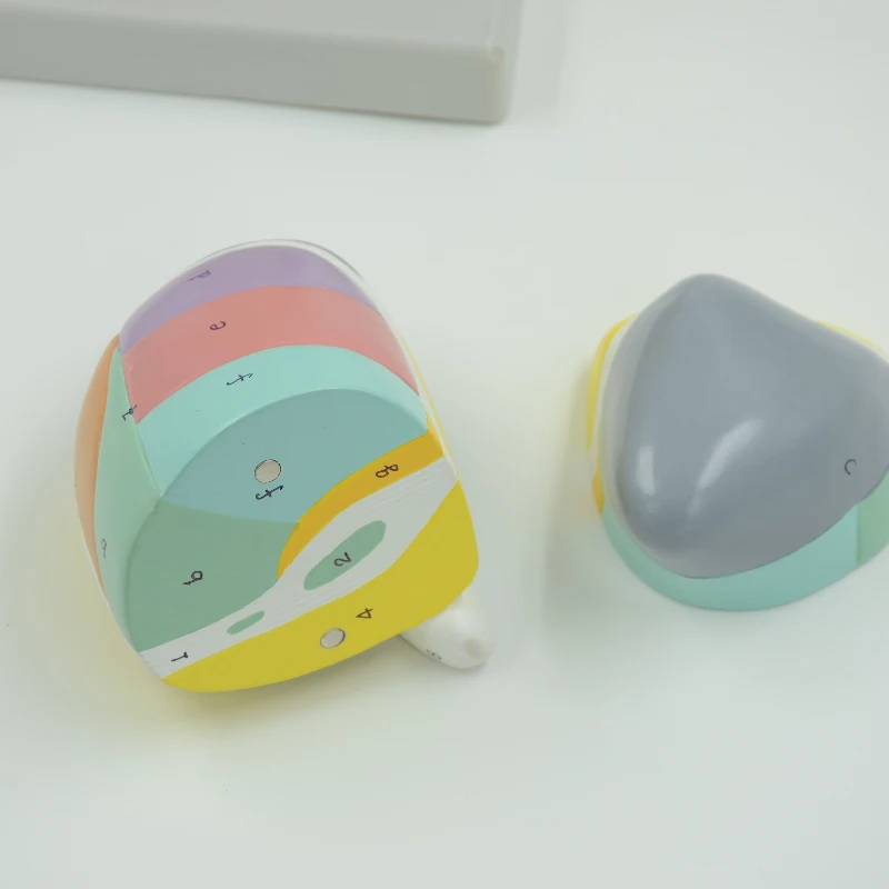 Diencephalon Model Enlarged Human Anatomical Telencephalon Thalamus Talamus Epithalamus Metathalamus Detachable Brain Model Med