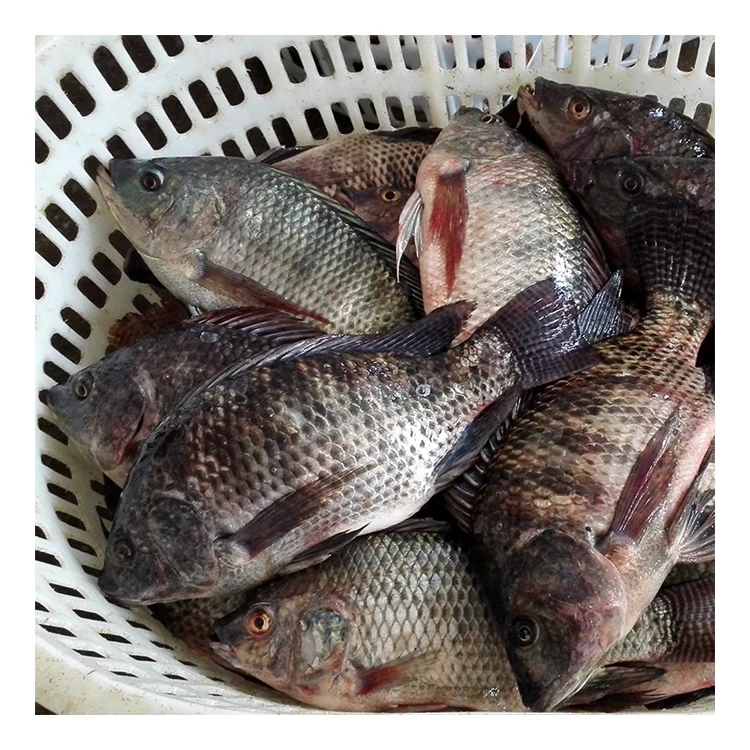 Premium Quality Tilapia for Tilapia Frozen Whole Round Tilapia Fish with all size