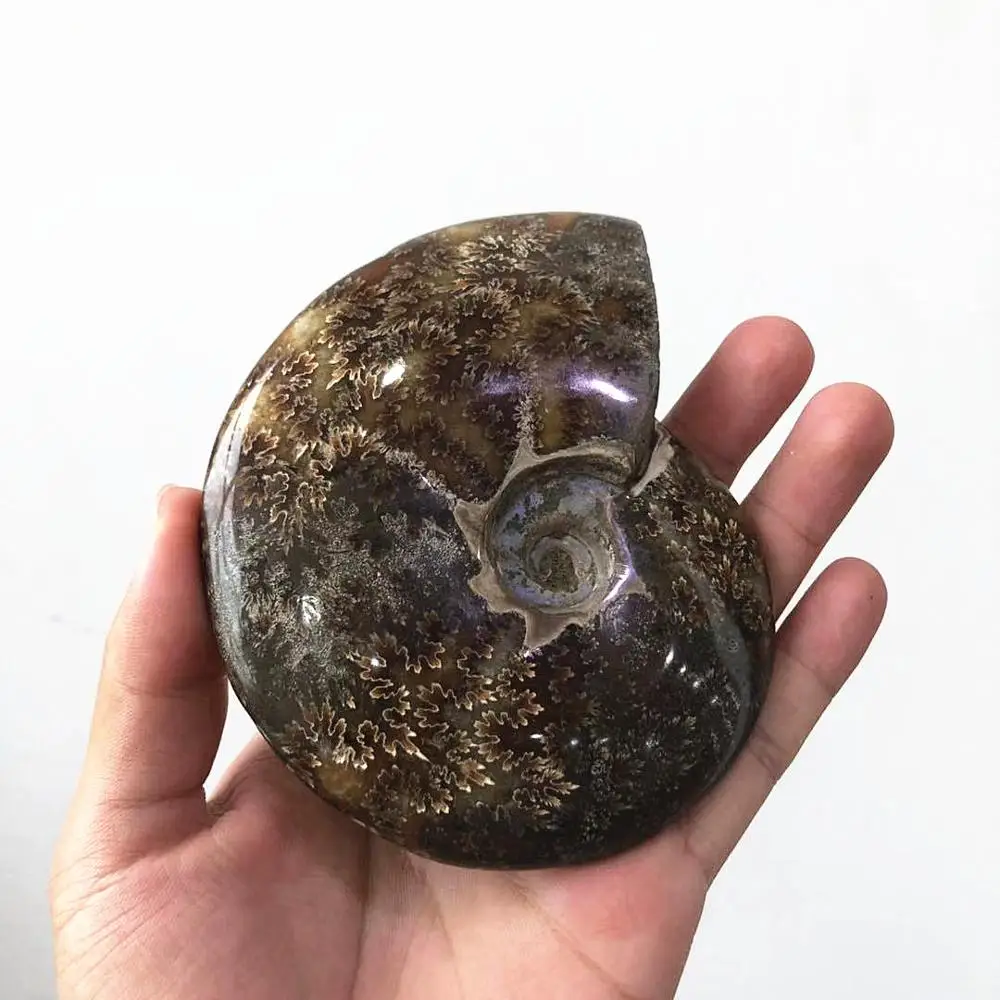 Wholesale Natural Mineral Madagascar Rock Ammonite  fossil for Sale
