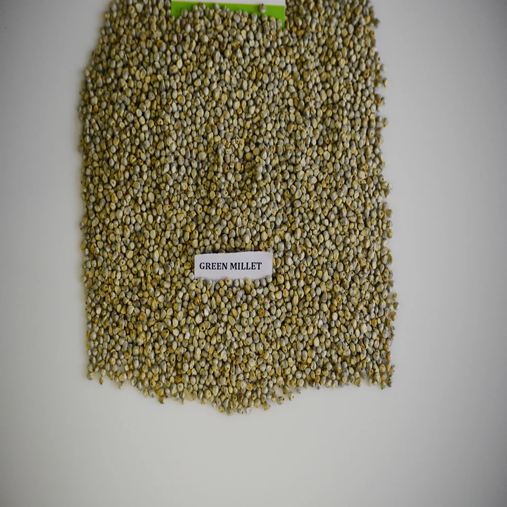 Green Millet Seeds for Animal Feed for Birds Cattle Horses Pigs and Other Animals in Gulf Countries Grain Type