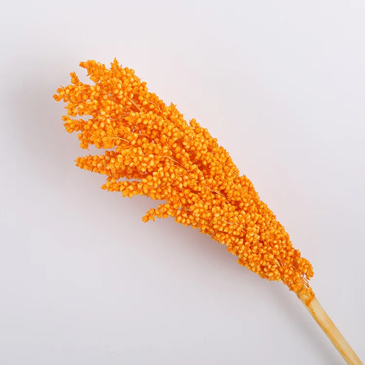 The Most Popular Dried Plants And Flowers On INS Dried Flowers Decoration Sorghum