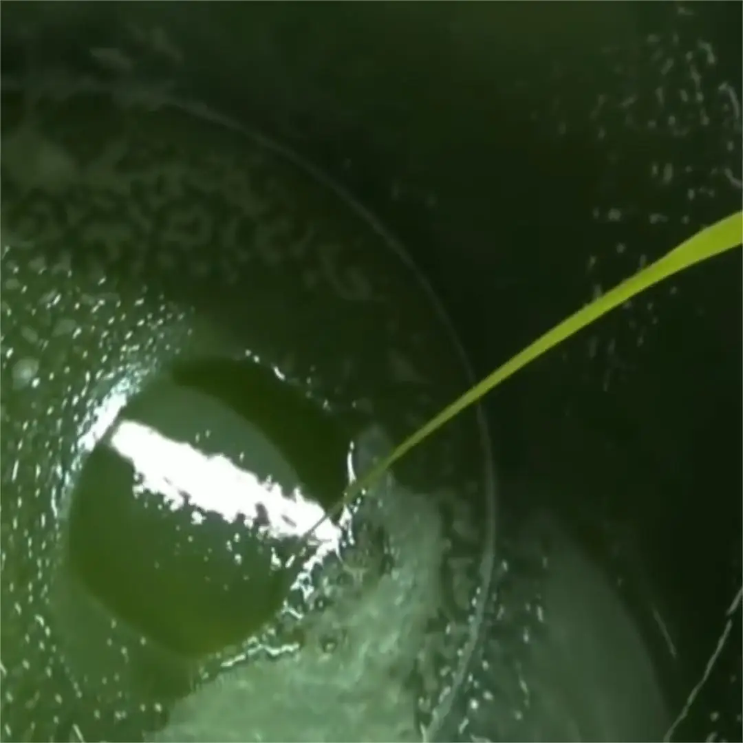 Cold pressed amla seed bio oil bulk Supplier,1kg Organic Indian gooseberry infused Carrier Oil long Hair Oil For Hair Growth