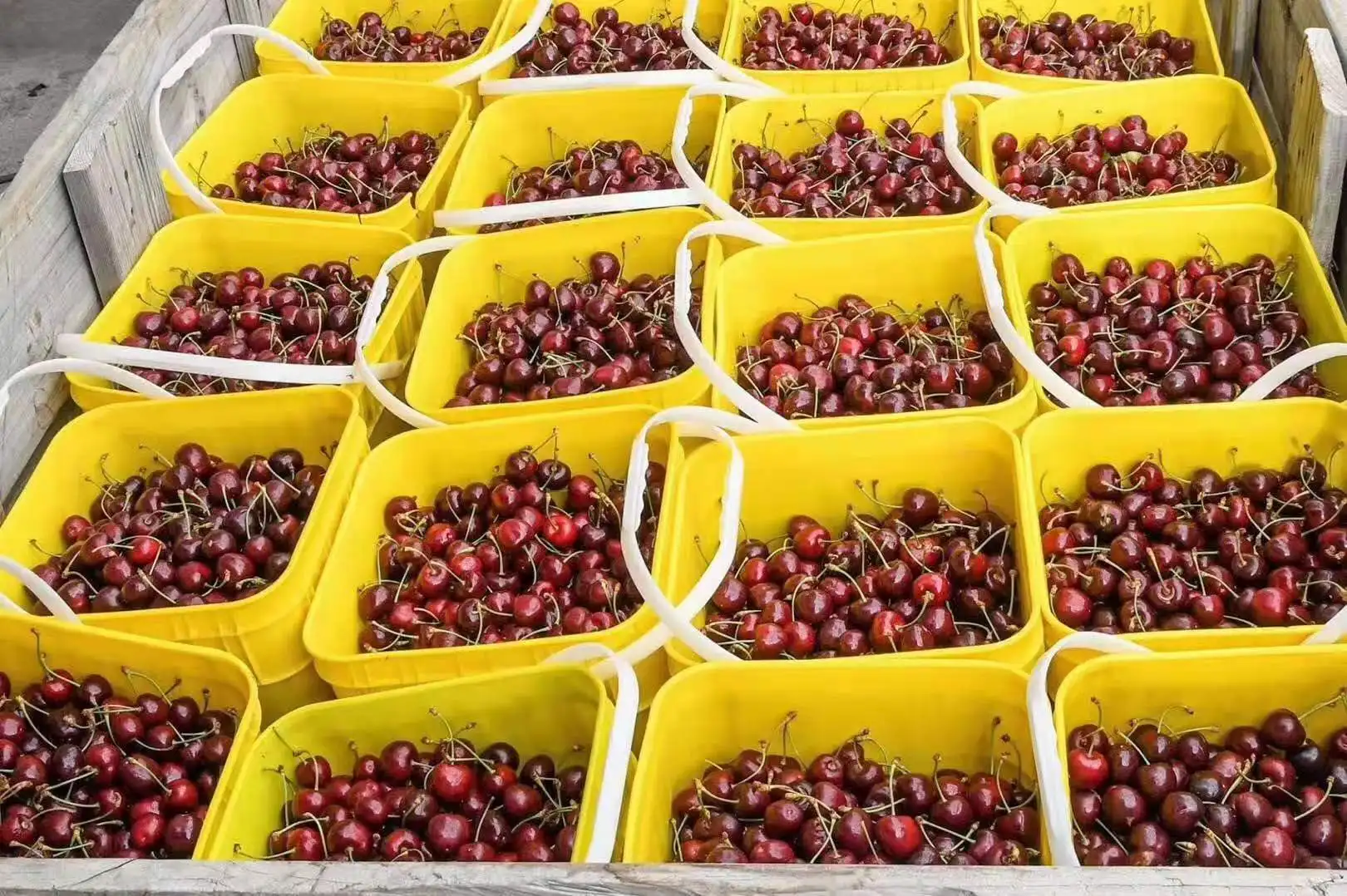 Good quality 100% natural fresh fruits class A red Australian fresh cherries